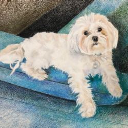 View Georgie from U.S.A